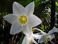 Amazon lily